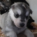 User avatar image