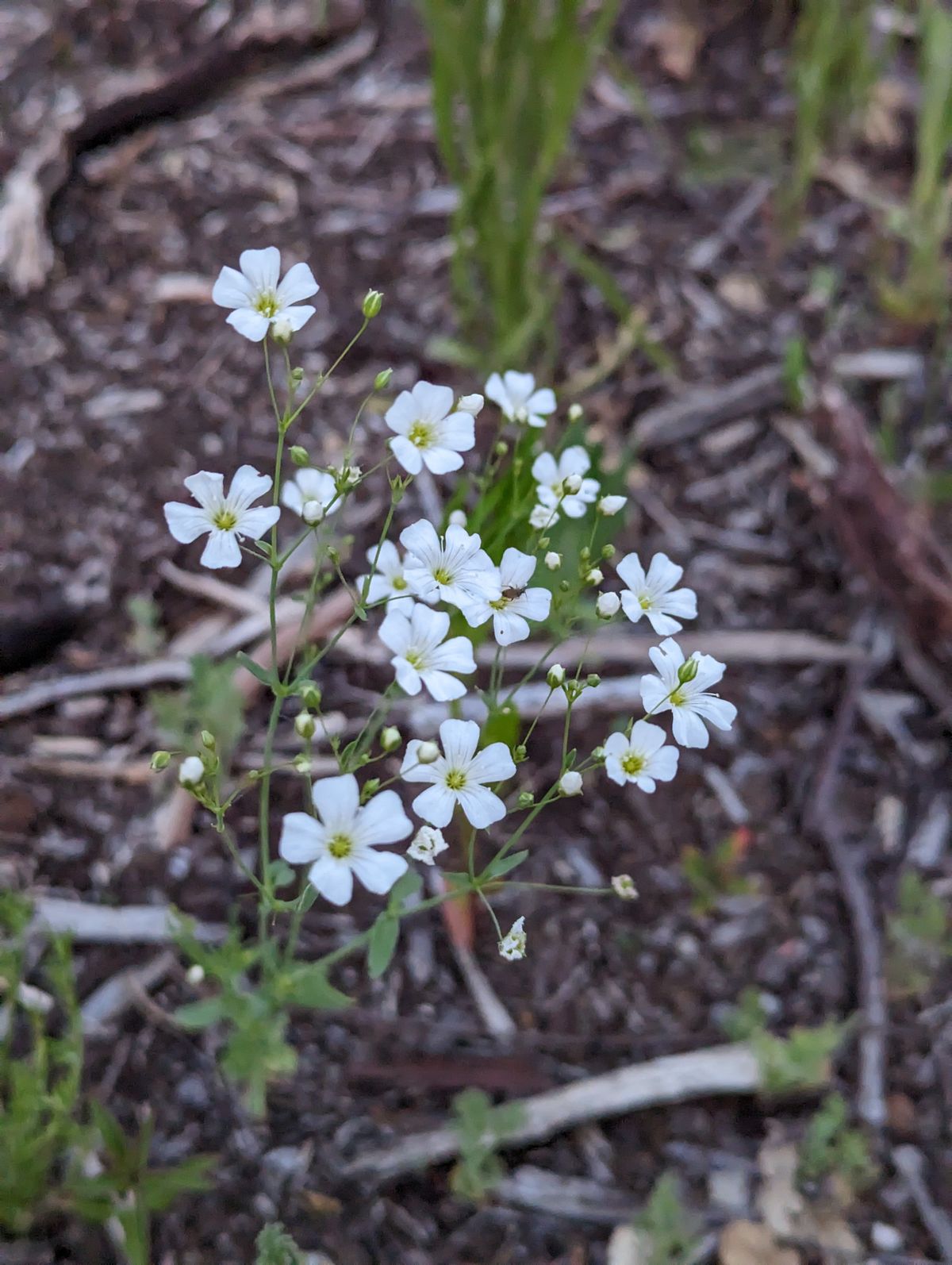 Hole 1/11 Wildflower project