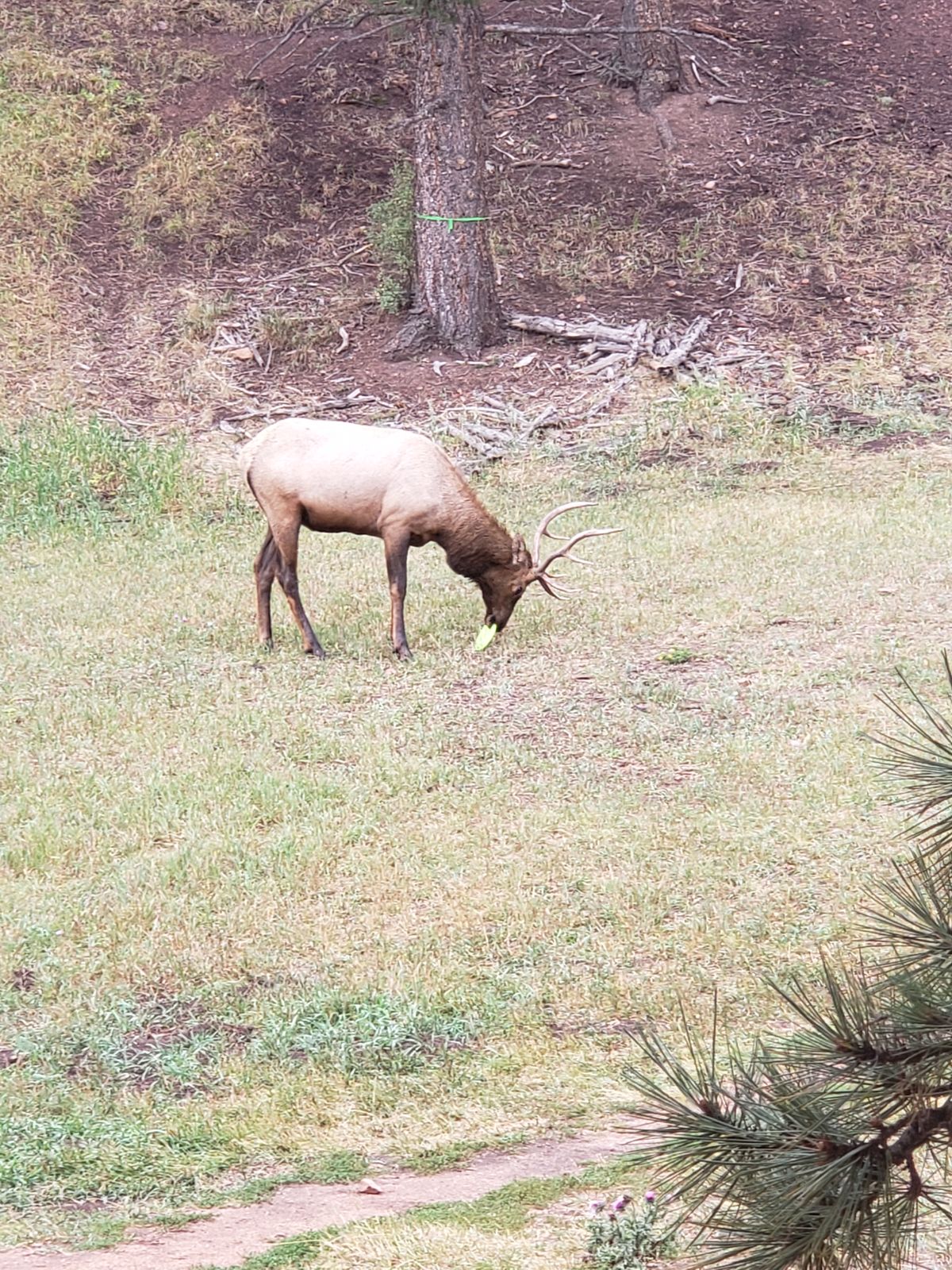 Just a Elk eating our discs lol.