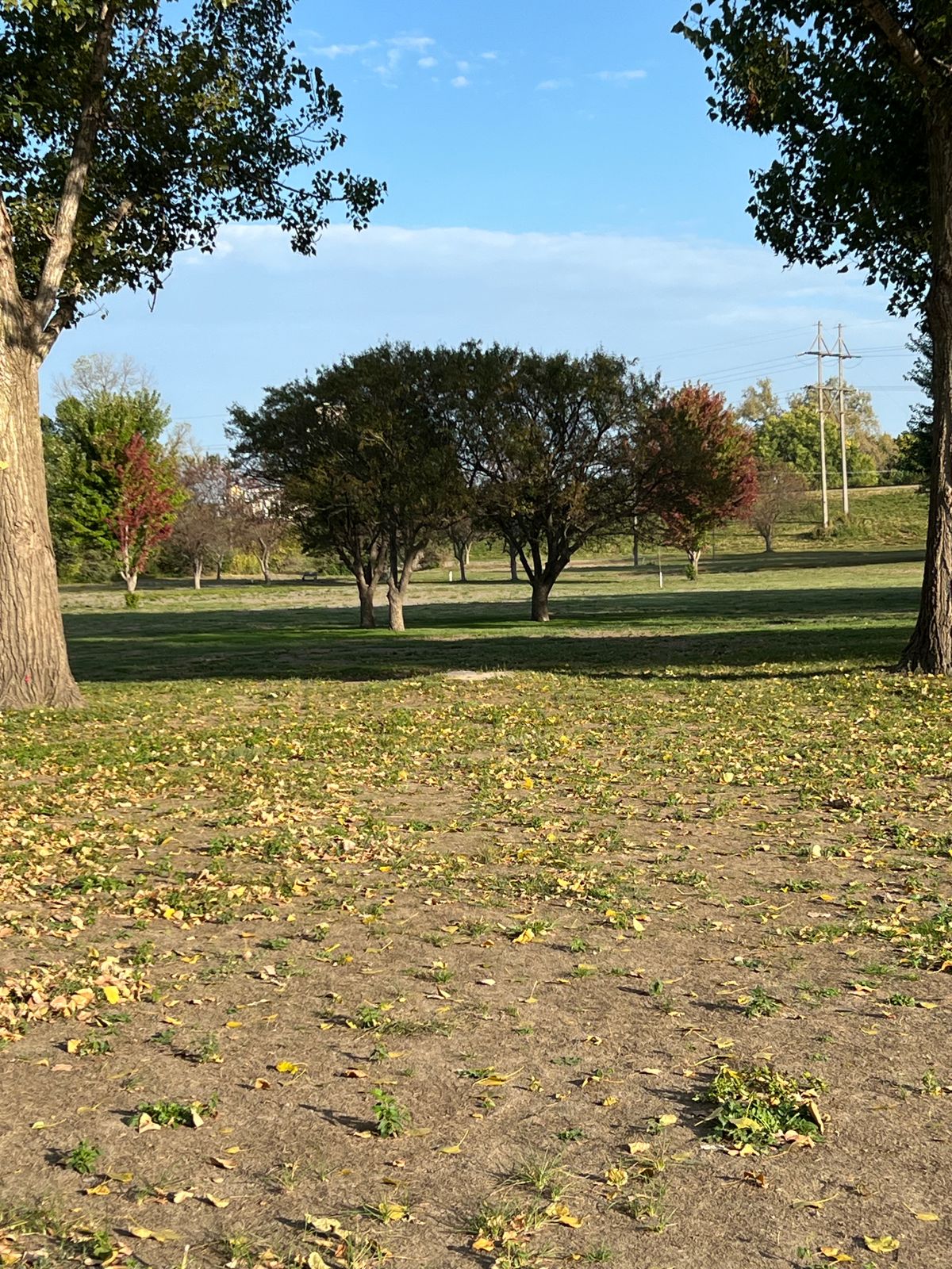 Fairway driver through the trees! The basket is 30 feet beyond.