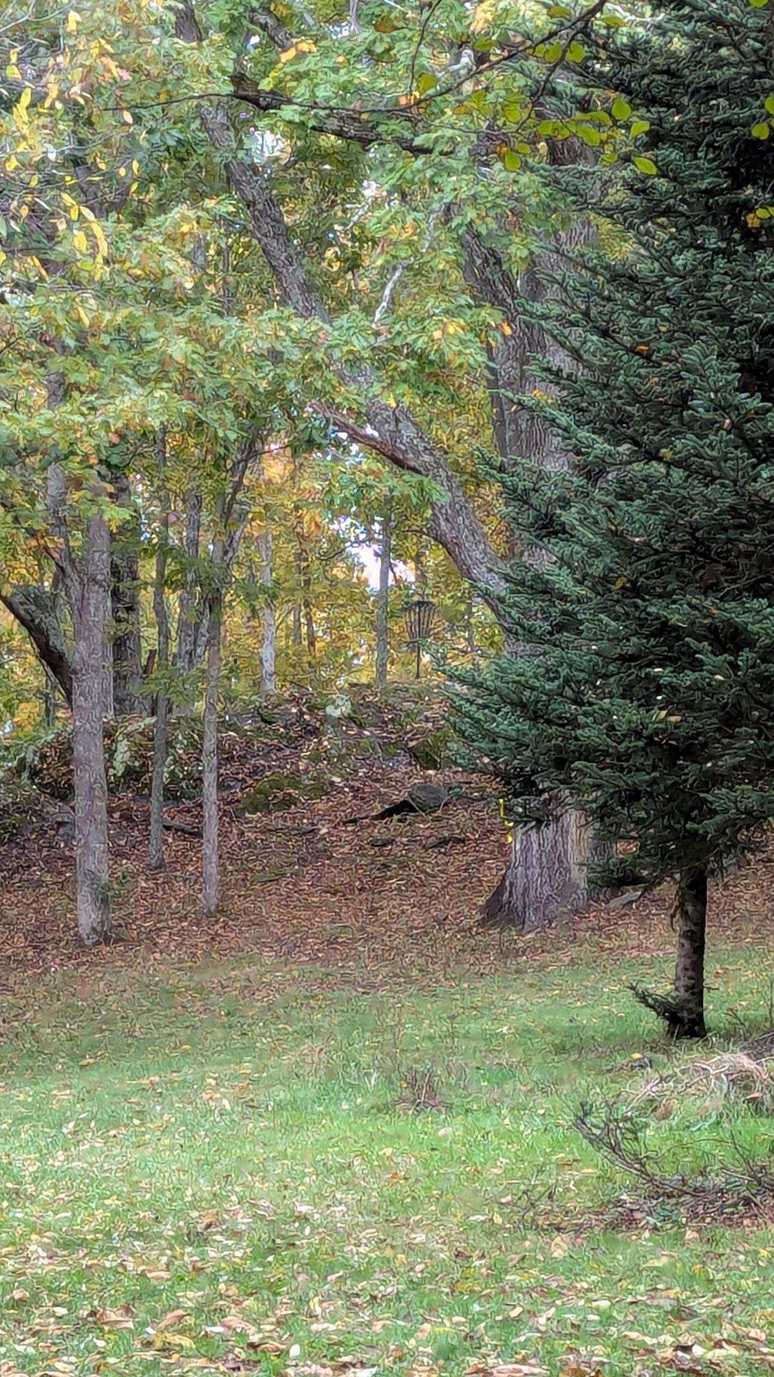Hole 15