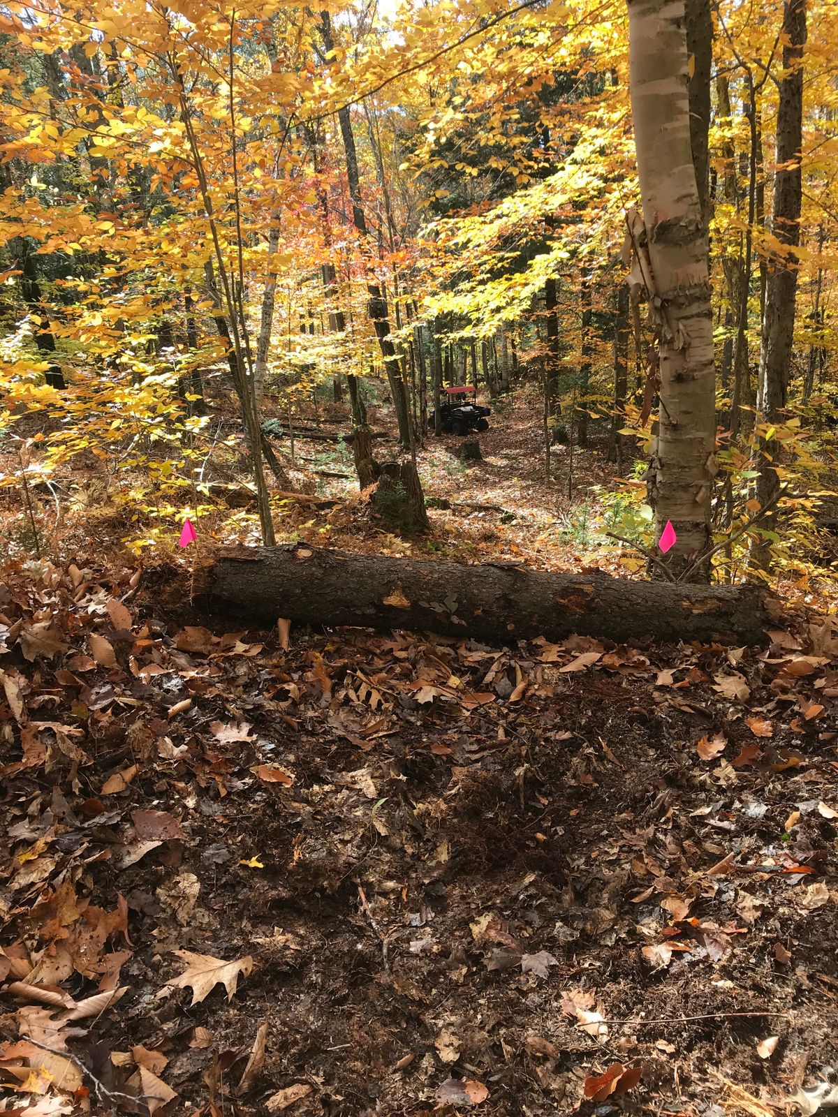 Hole 15’s new pink tee pad.