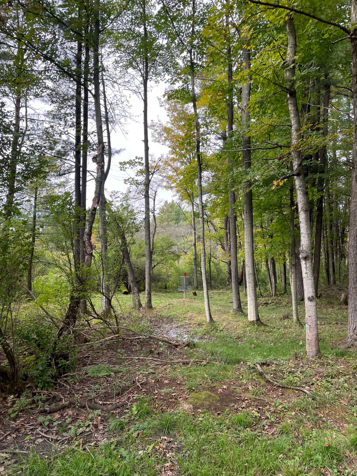 Hole 5, approaching green.