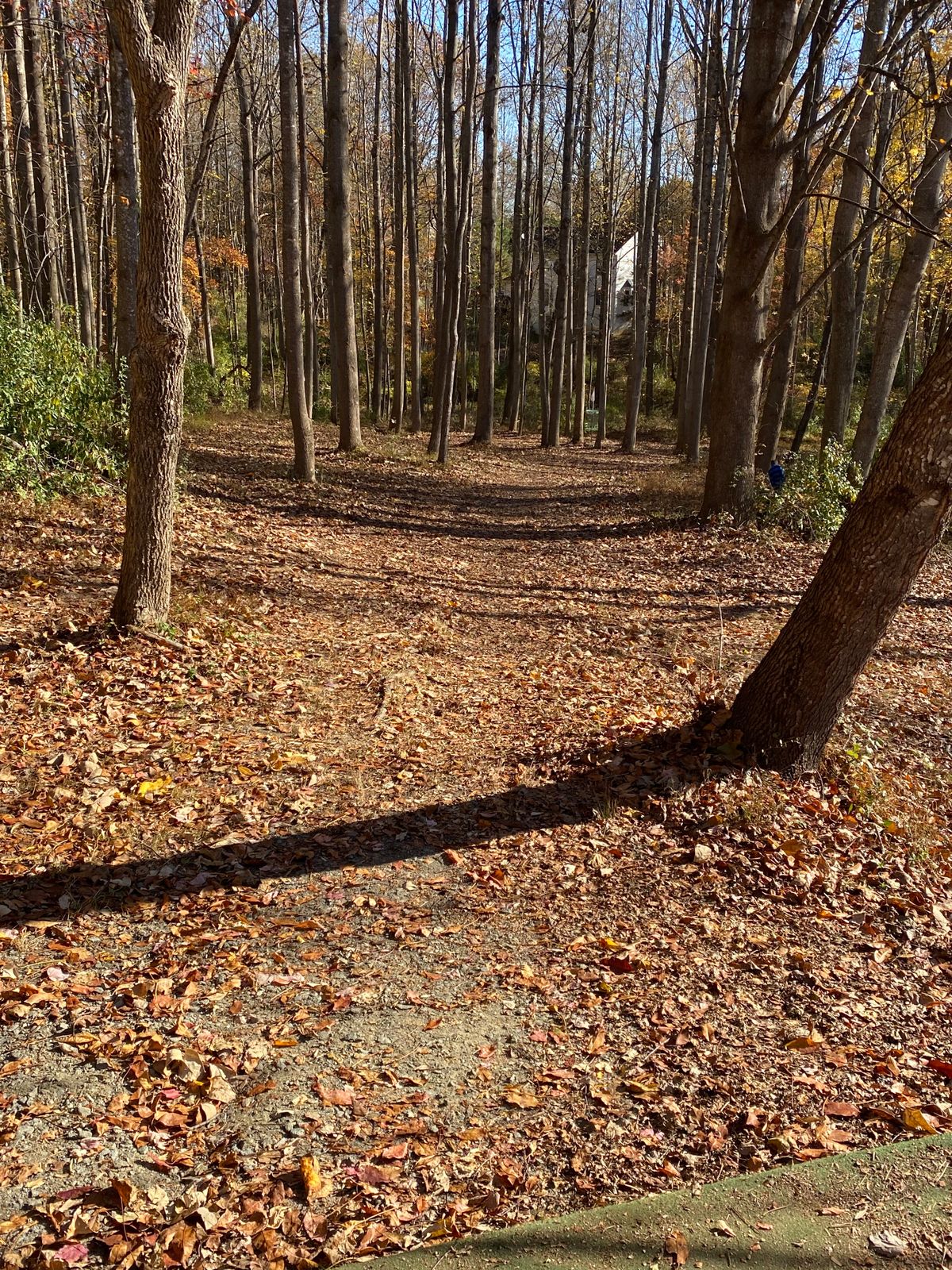Hole 16 - short hole but basket is heavily guarded by trees.