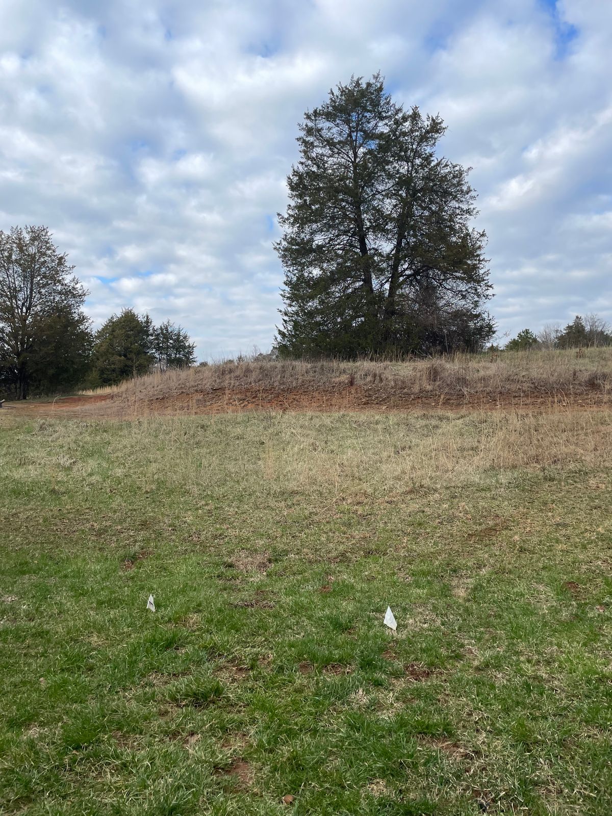 Hole 3’s tee pad. Basket is behind the tree around 30 feet behind the tree