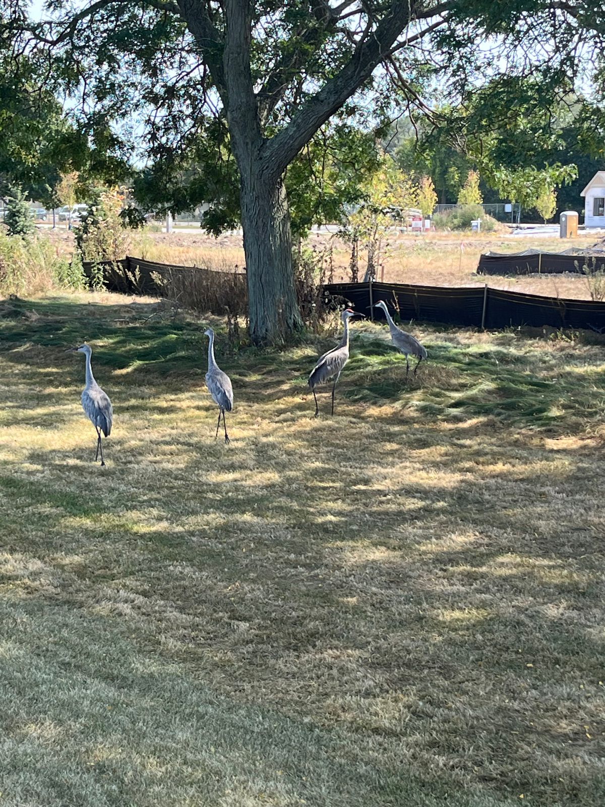 Cranes on the course