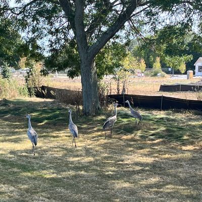 Cranes on the course