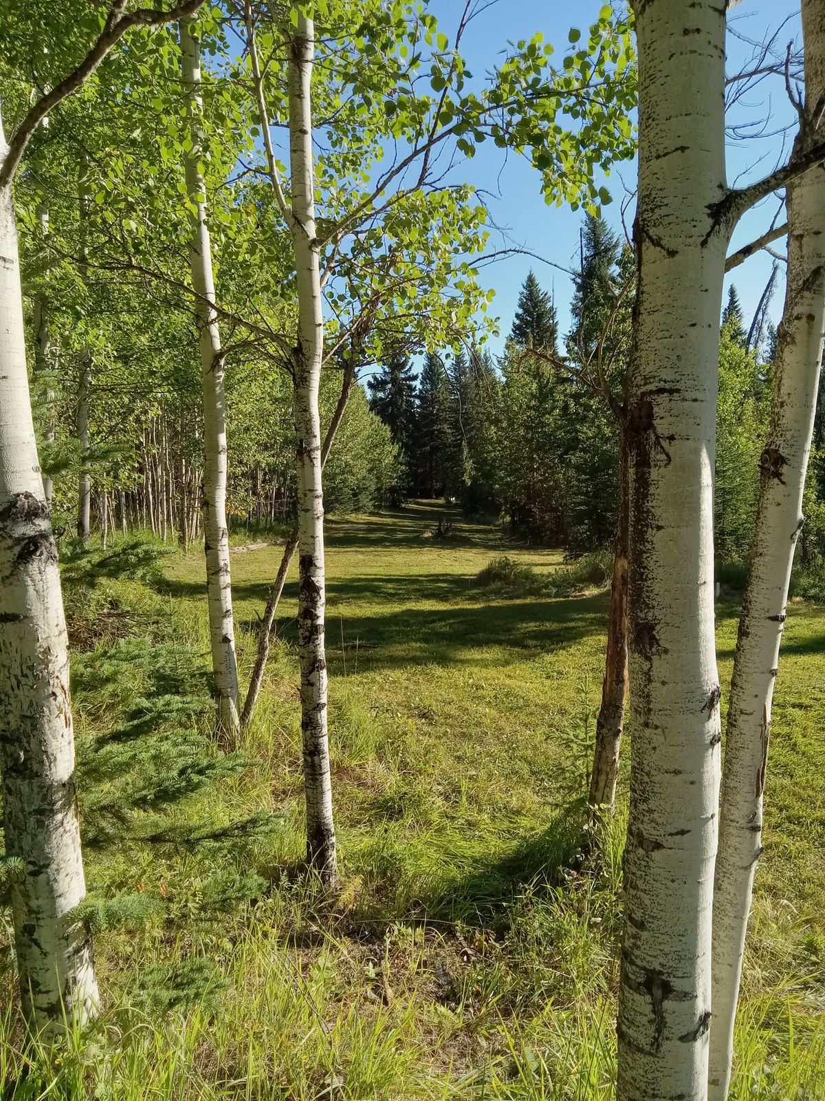 Looking back to short and long tee pads, hole 8.