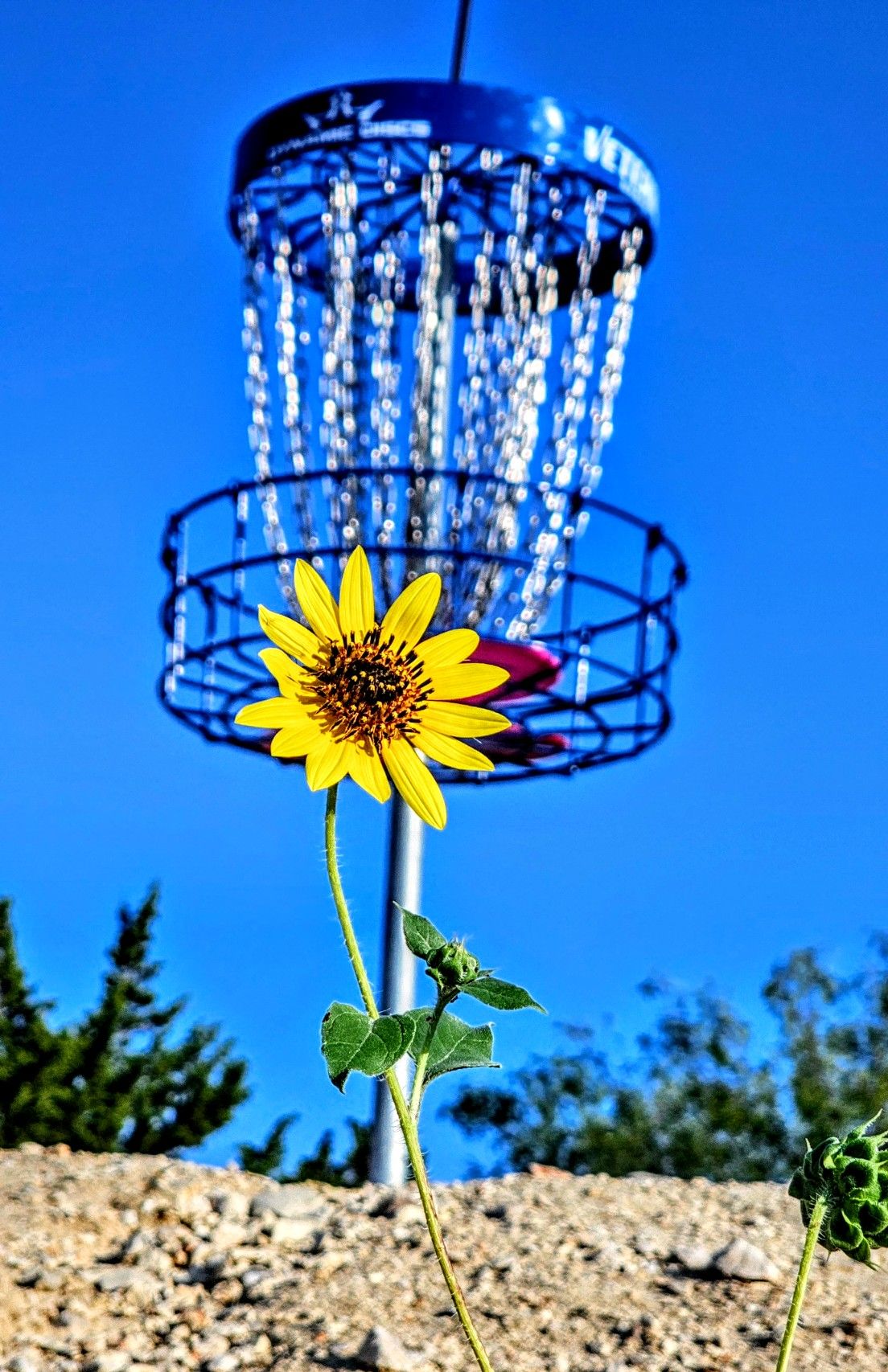Great day for disc golf.