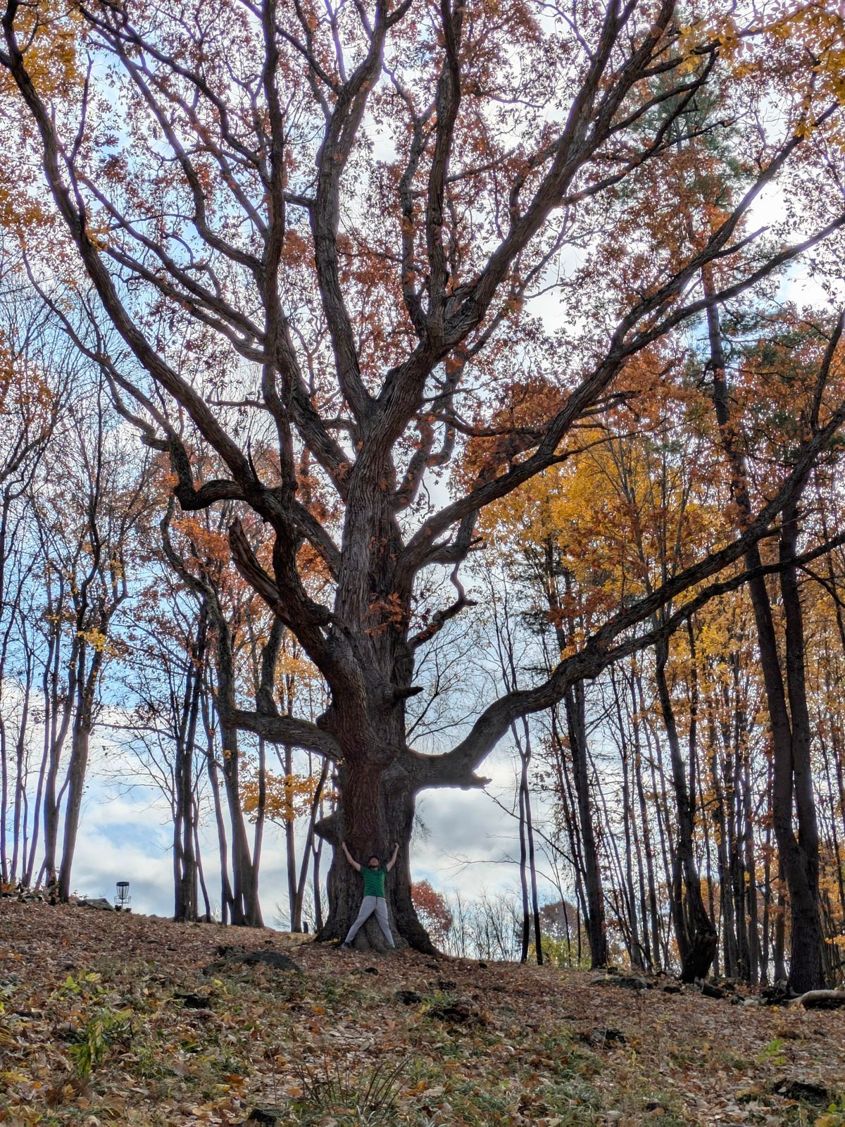 Worth the trip for this tree alone