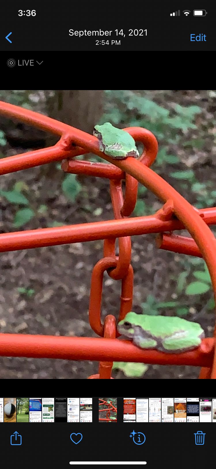 Tree frogs on #3 basket