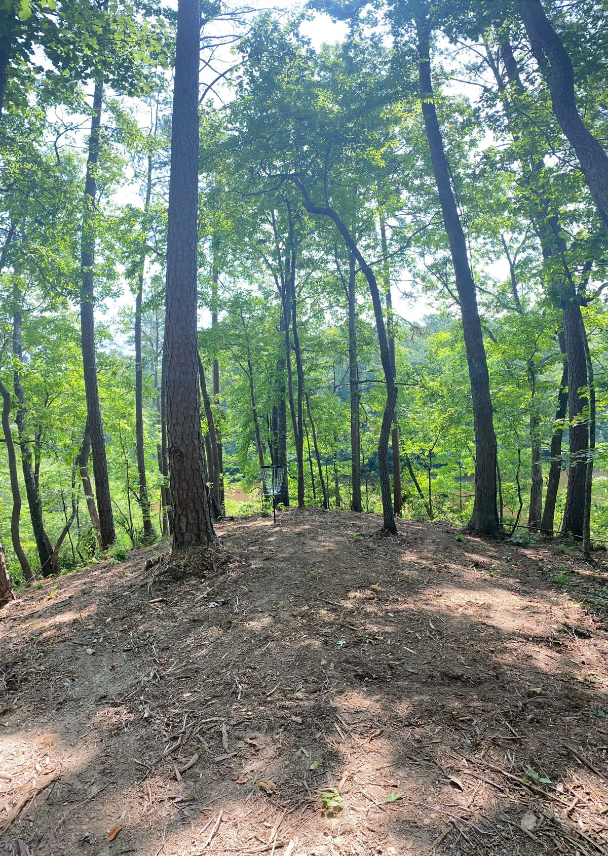 11 basket tree view