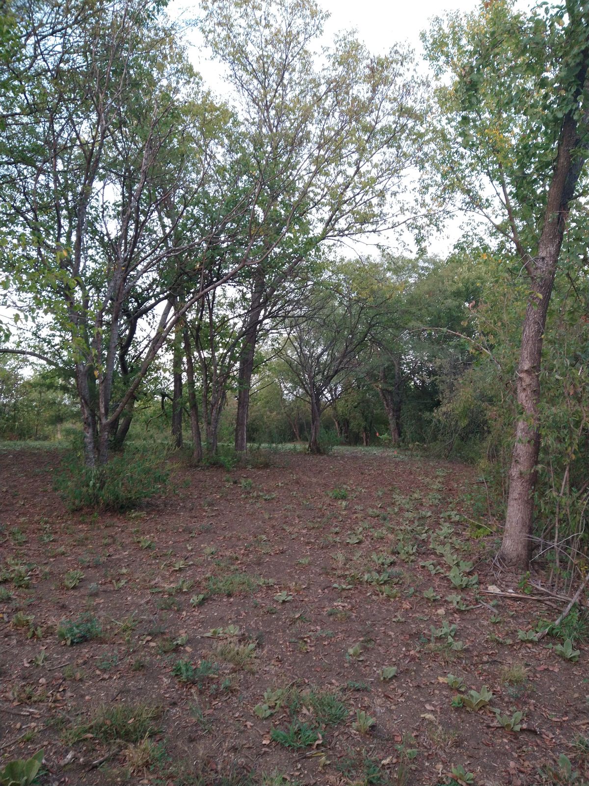 Fairway through the trees towards both basket locations.