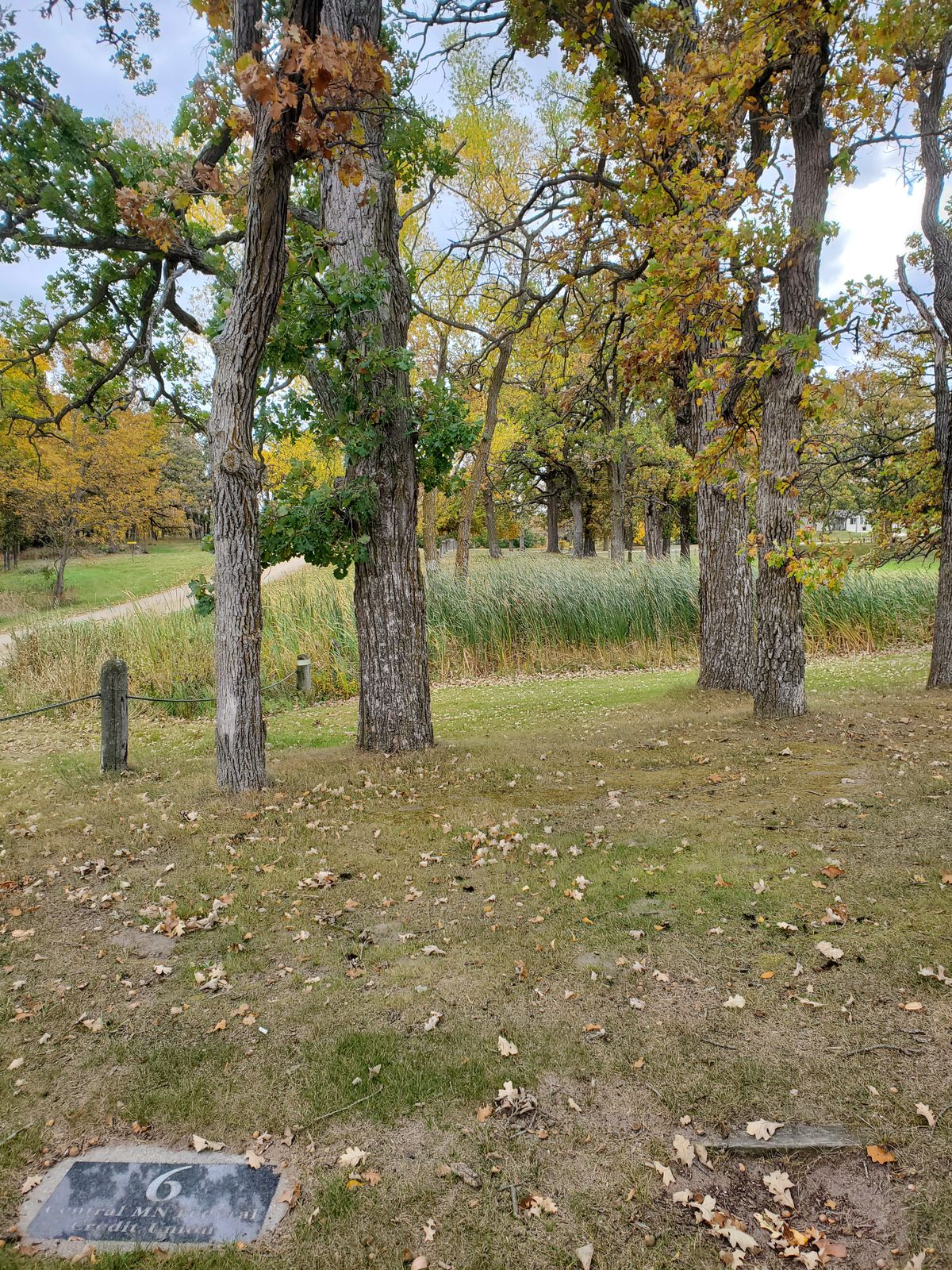 #6 Tee