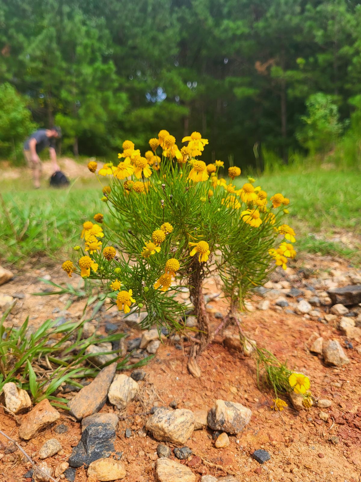 Wildflowers on first hole. Labor Day Weekend 2023