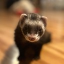 rufferalex