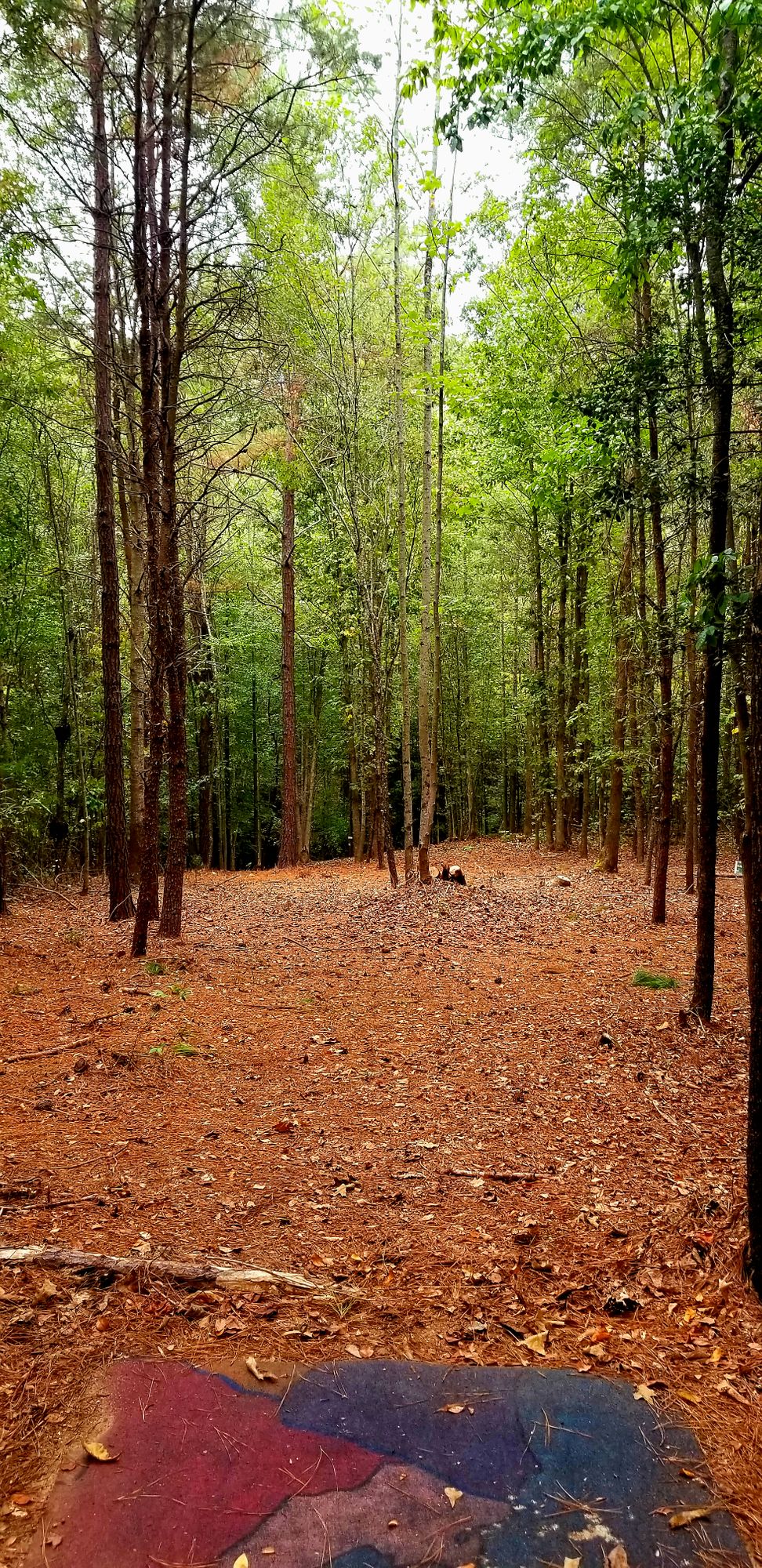 Hole 15- par 4 dogleg to the right