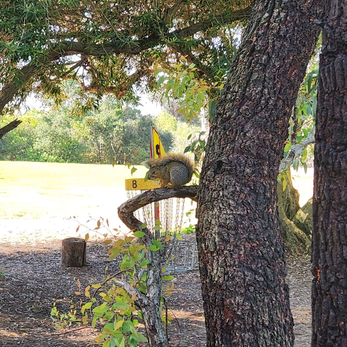 Hole 8