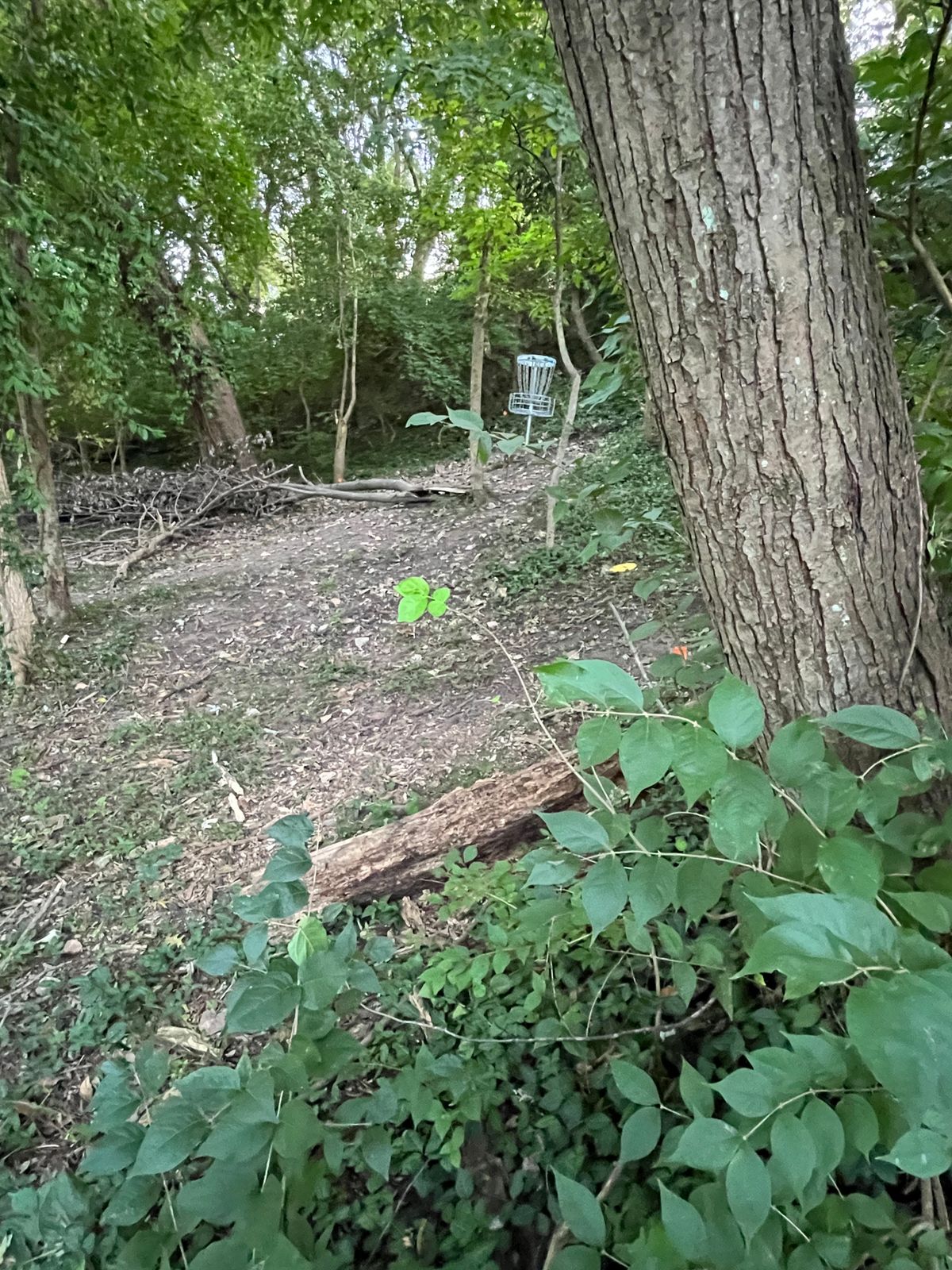 5 basket from near side