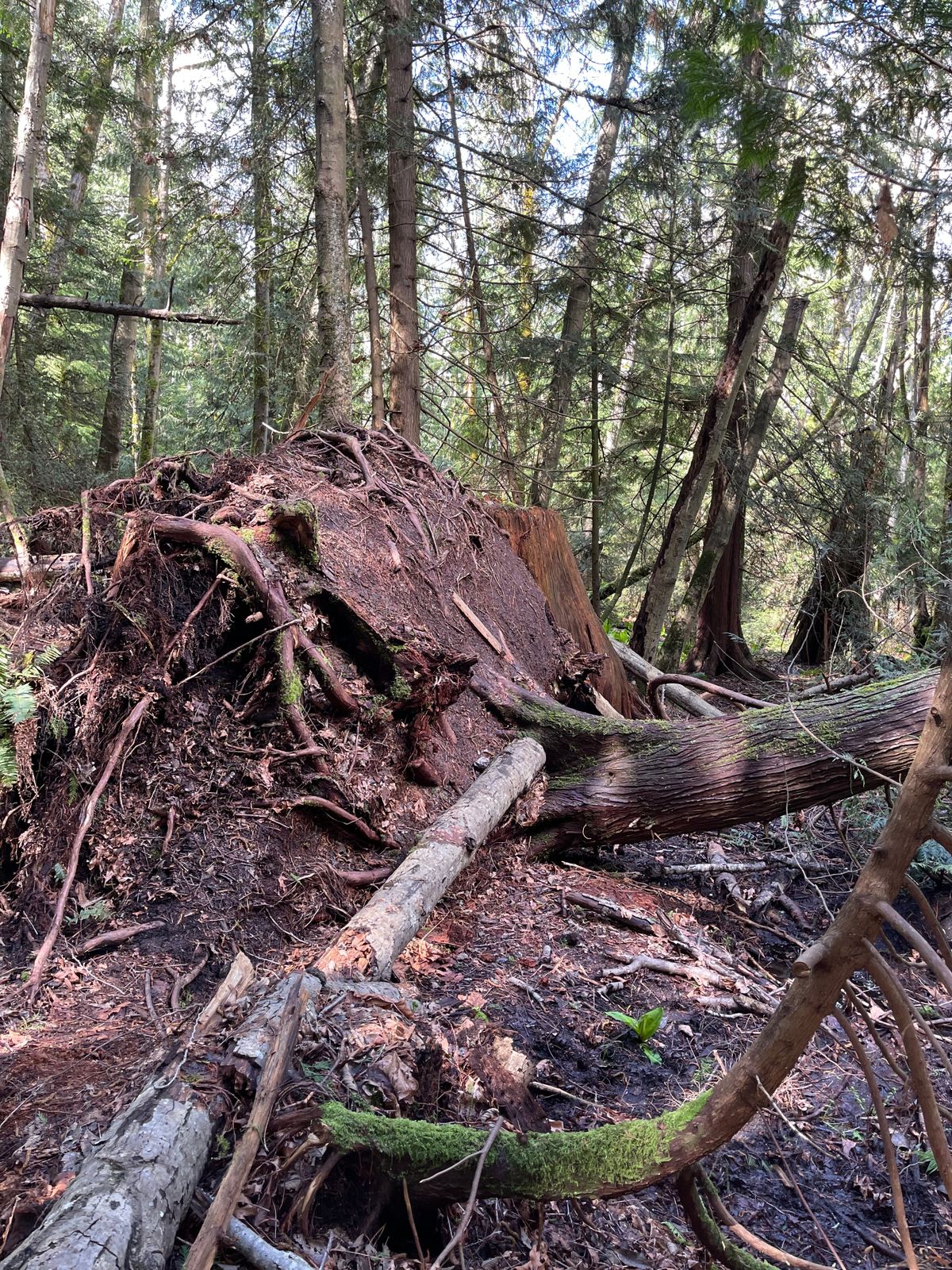 Hole 12/13 fallen tree. Play with caution.
