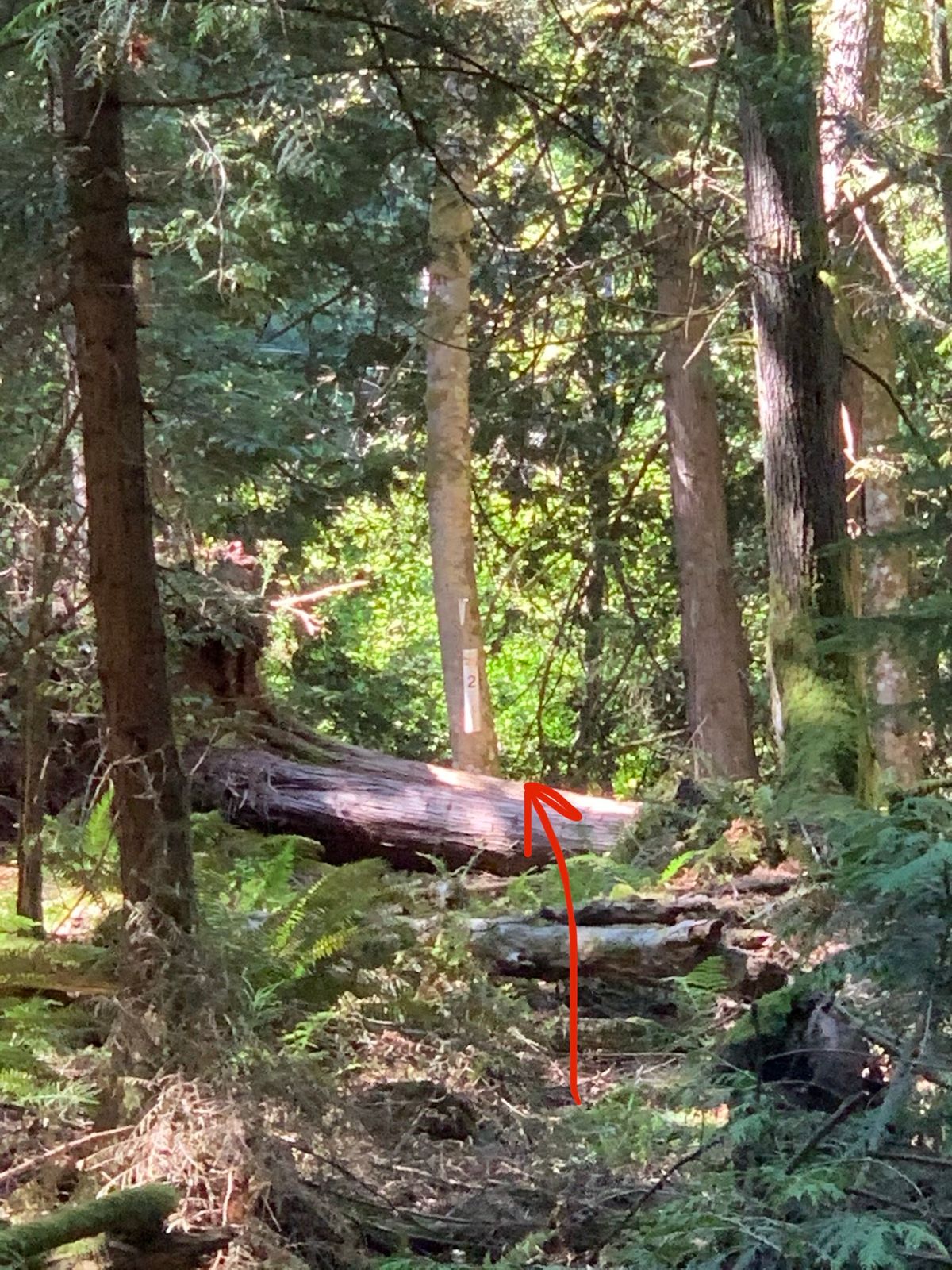 Hole 2: Timber
