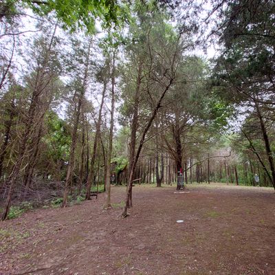 Just shy of hole 17, a nice view into the back 9 wooded section.