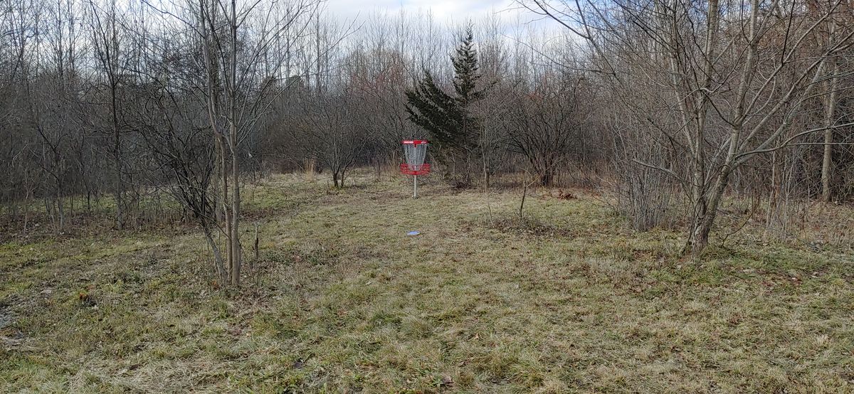 #1 basket in the trees