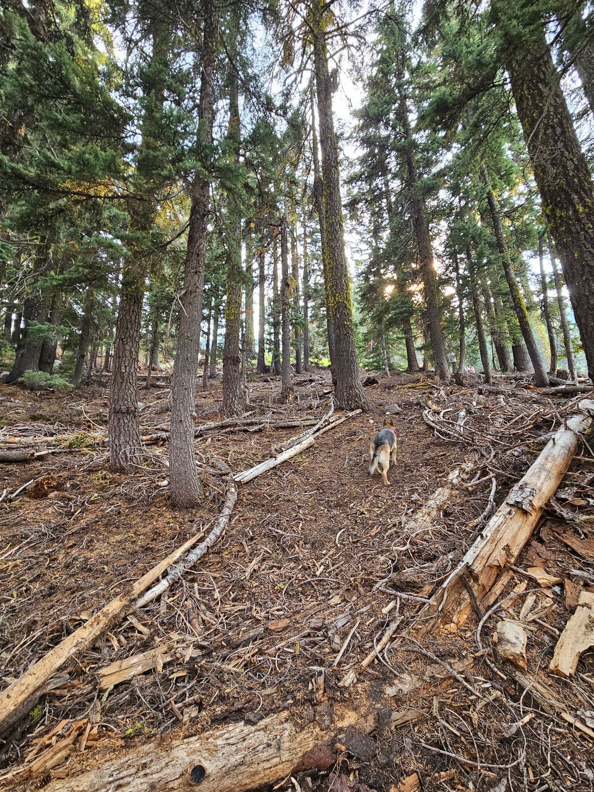 Path to 13, uphill through woods from 12s basket