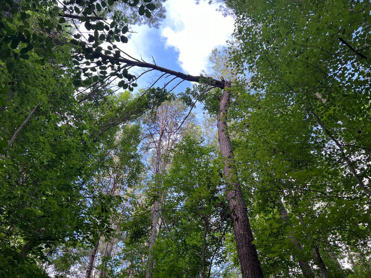 Huge dead pine above hole 7 basket