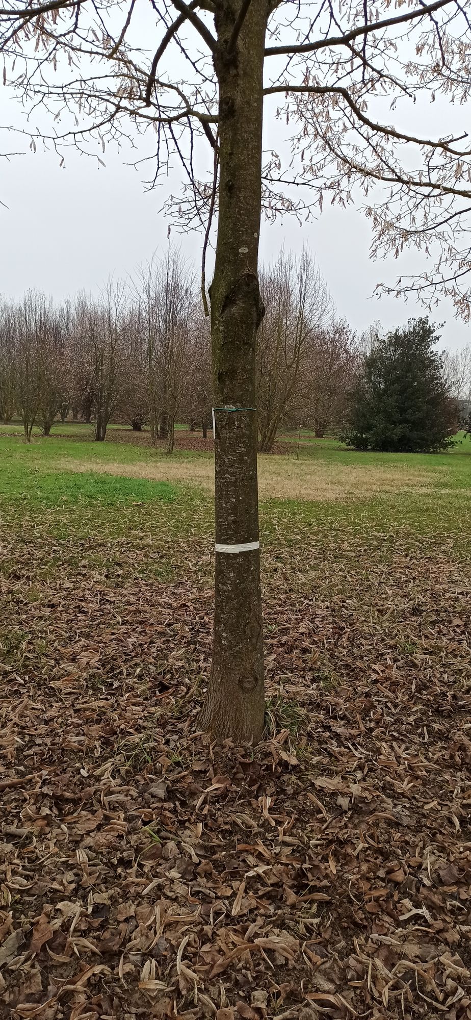 Hole 11 target