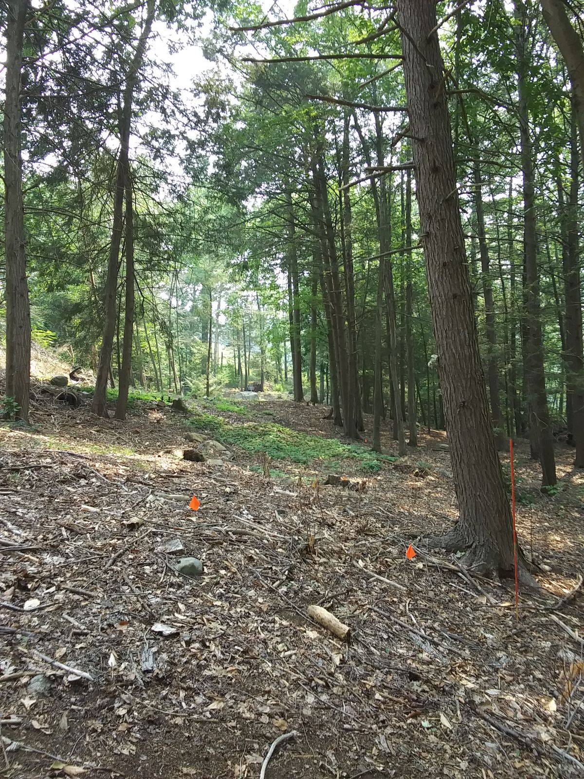 Hole 18, short tee area.