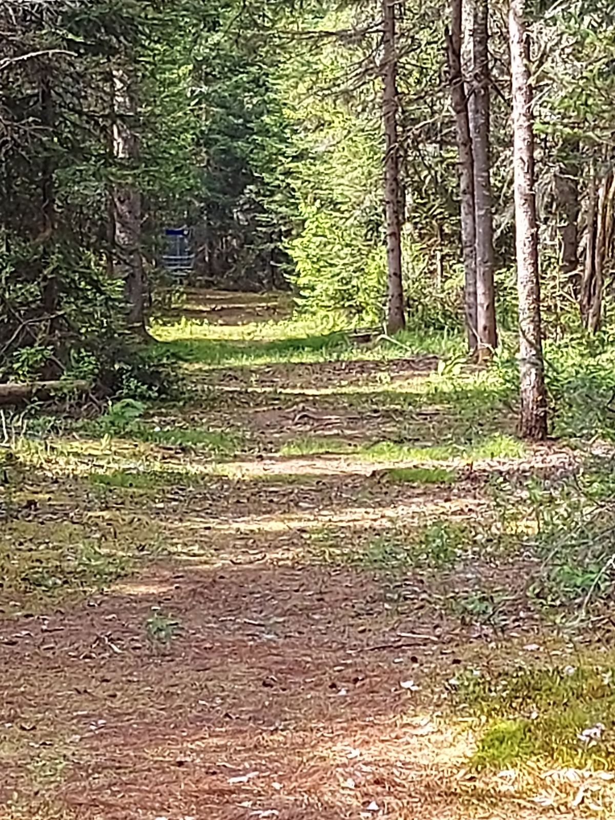 Upshot on hole 13 🍁🌲🍁🌲🍁🌲