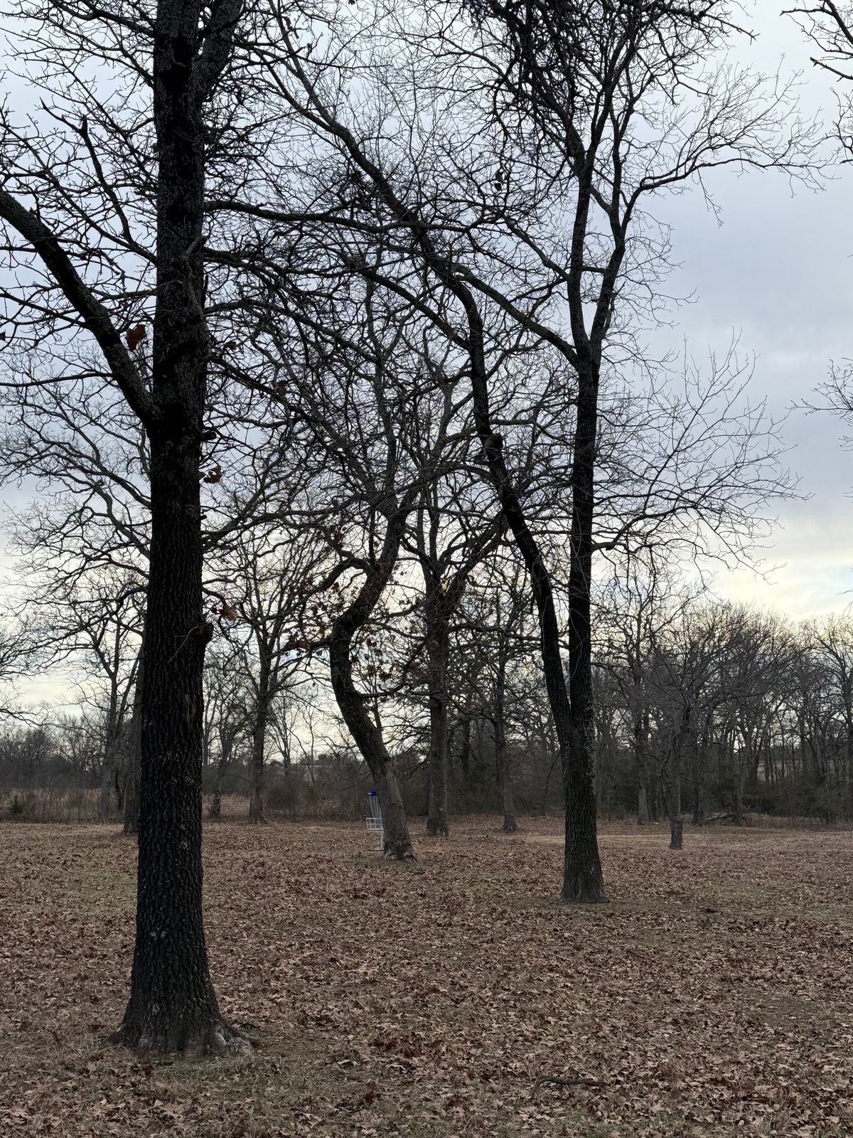 Hole 11 (Longs) basket on the left