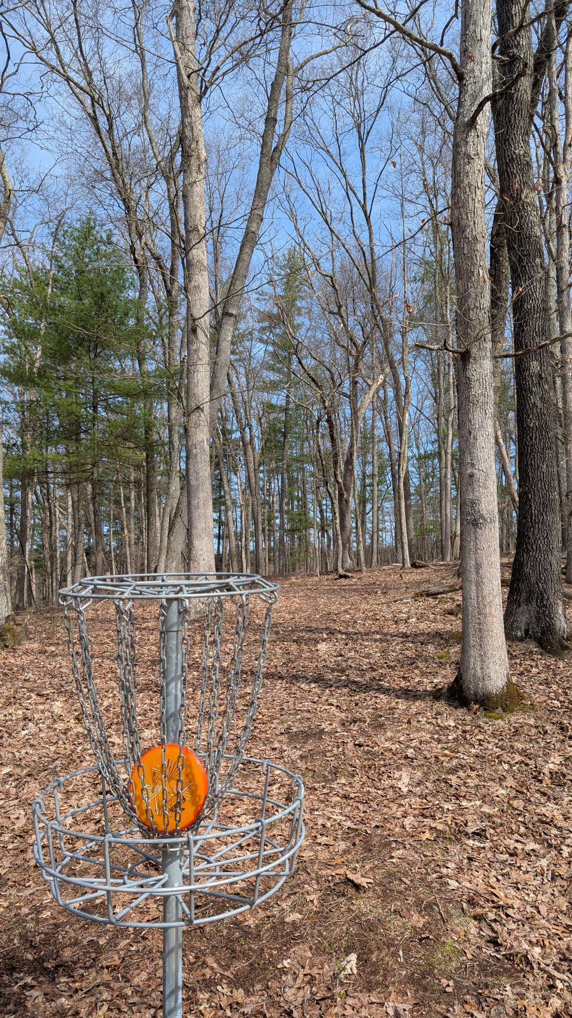 Hole 16 basket towards tee