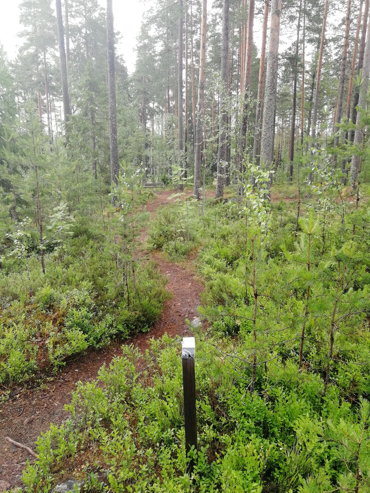 Väyläopastetolpat matalia mutta selkeitä