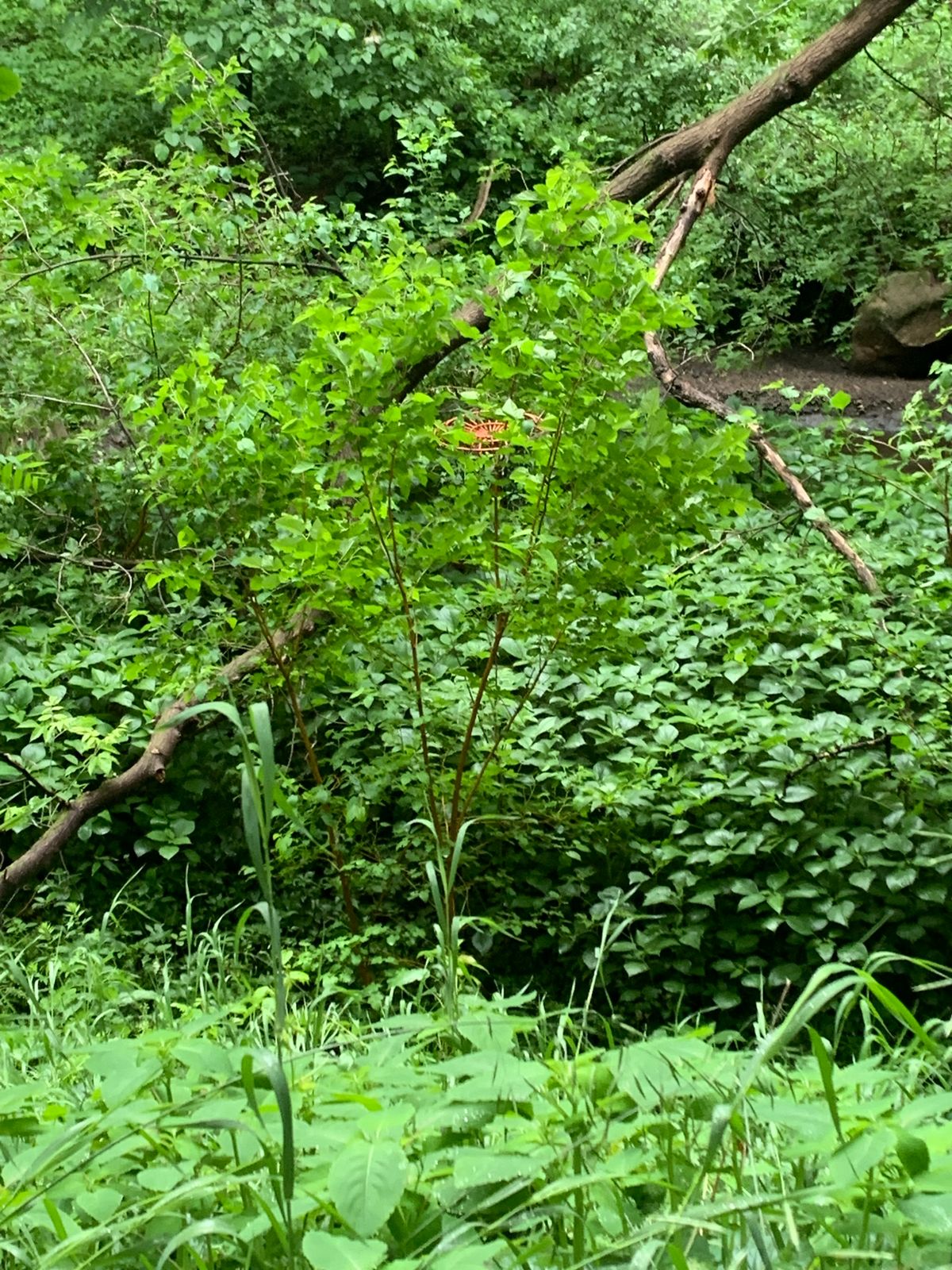 Hole 7 basket