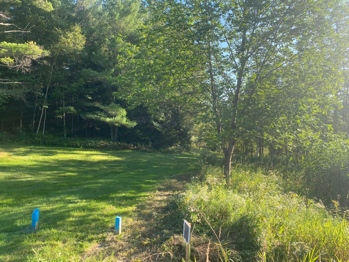 Hole 11 Gold looking at basket from next to tee box. 