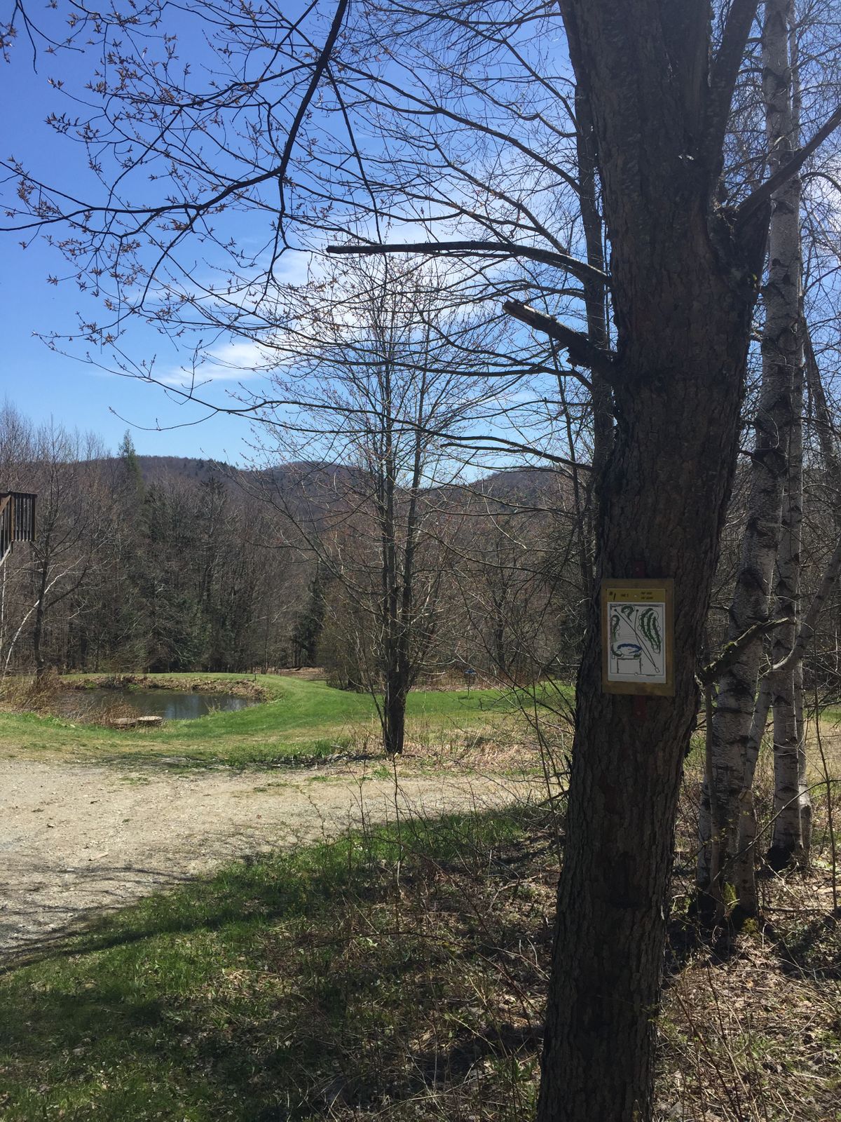 Hole 1 gold tee