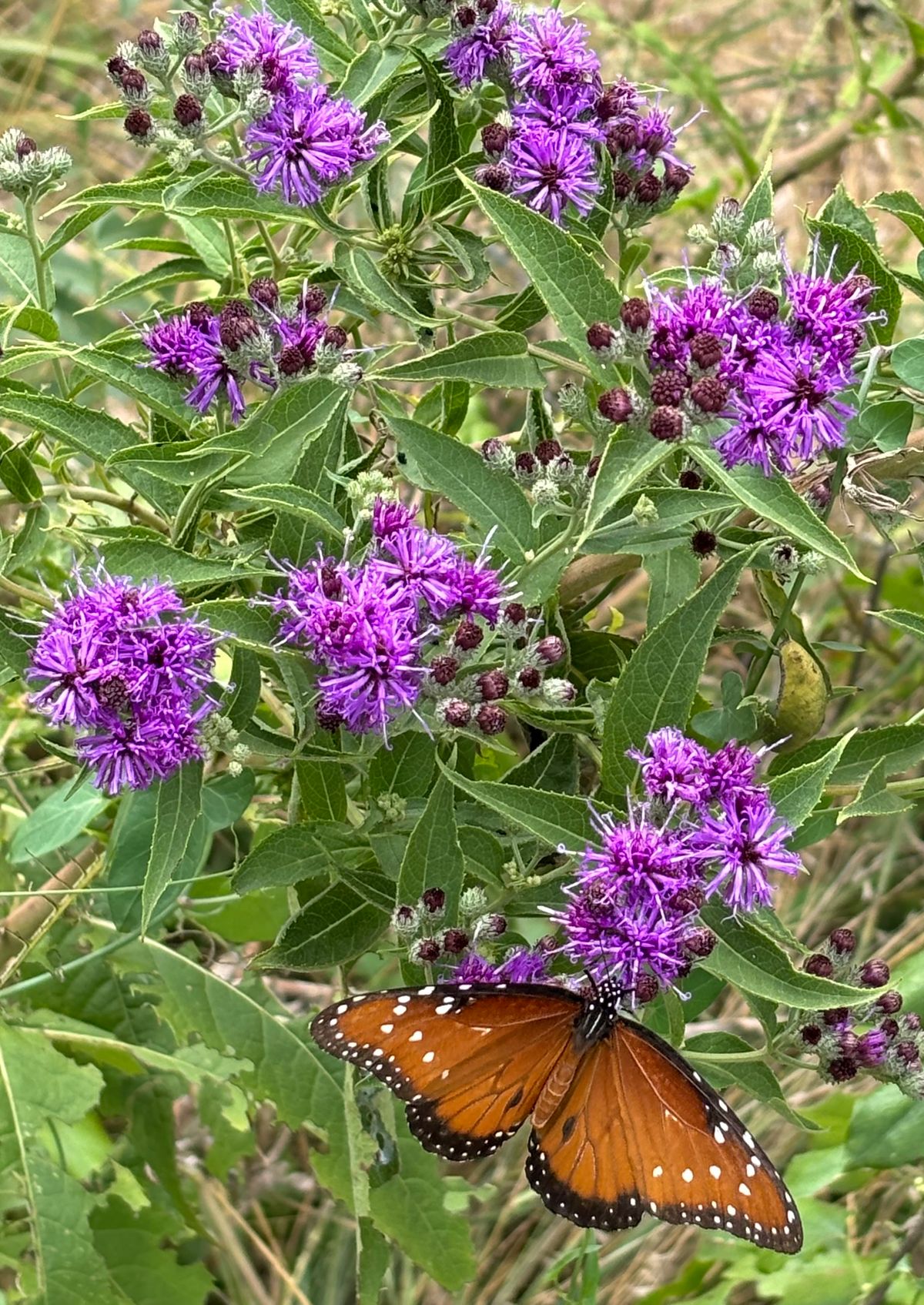 Nature stop on #4