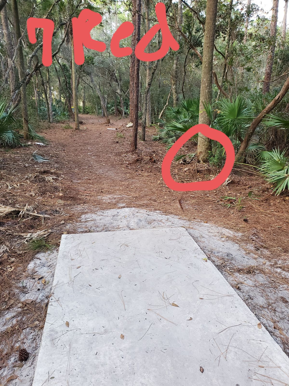 BEWARE of ground wasps at the base of this tree. Hole 7, Red pad