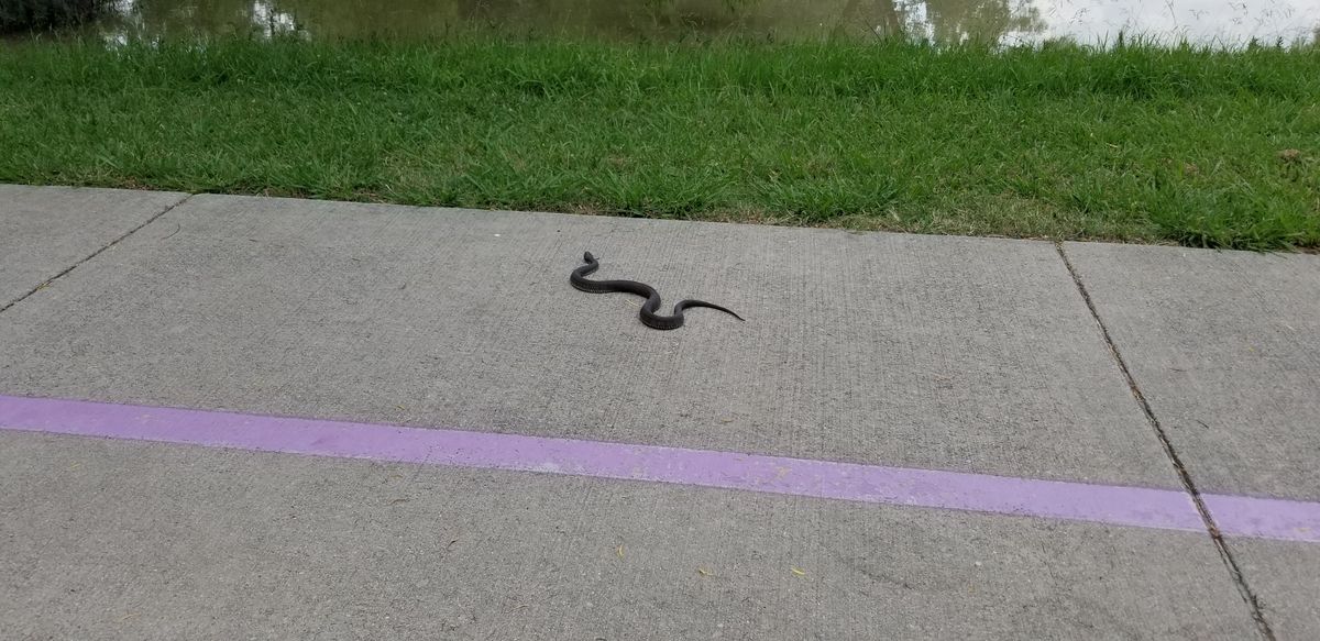 Beware of the Snakes