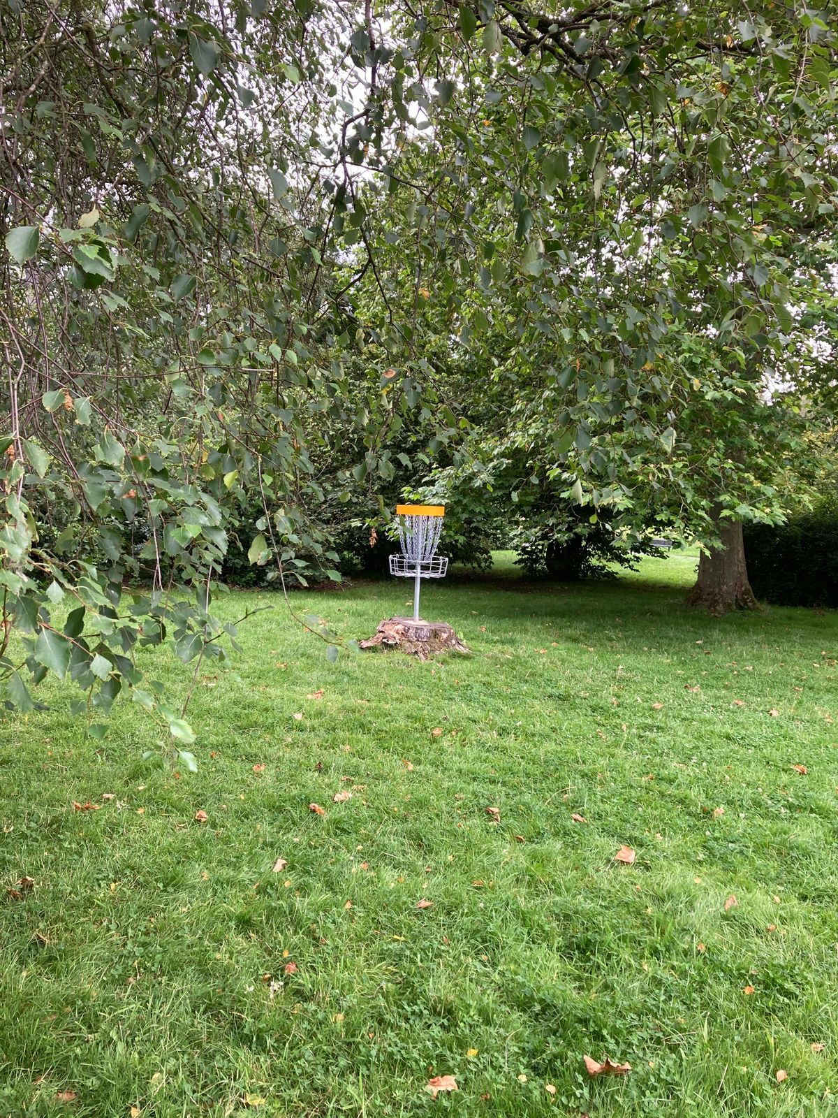 Tree stump hole is part of the more open beginner layout. 