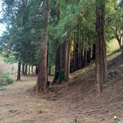 The woods!