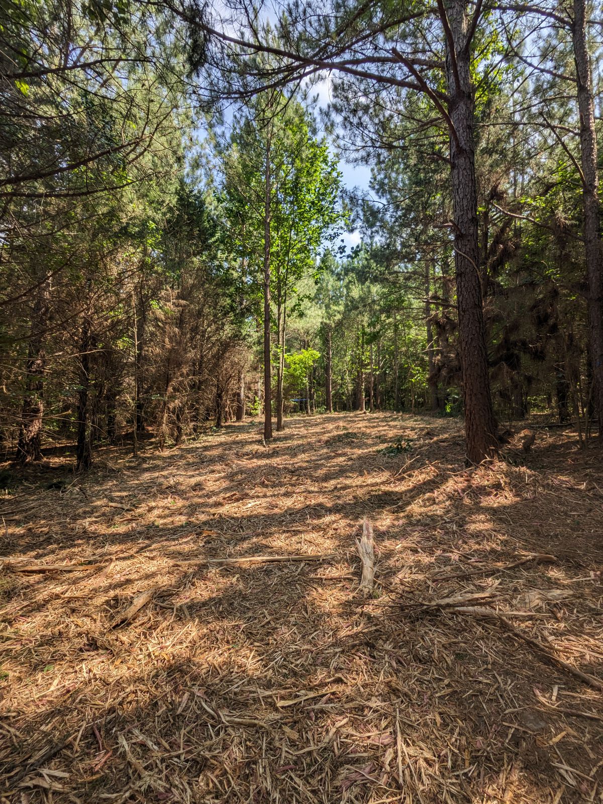 Hole 5 fairway