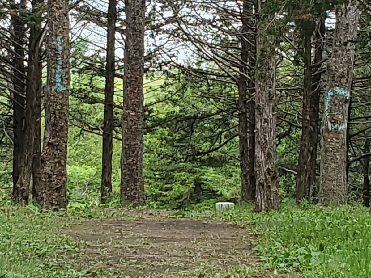 Hole 12 basket