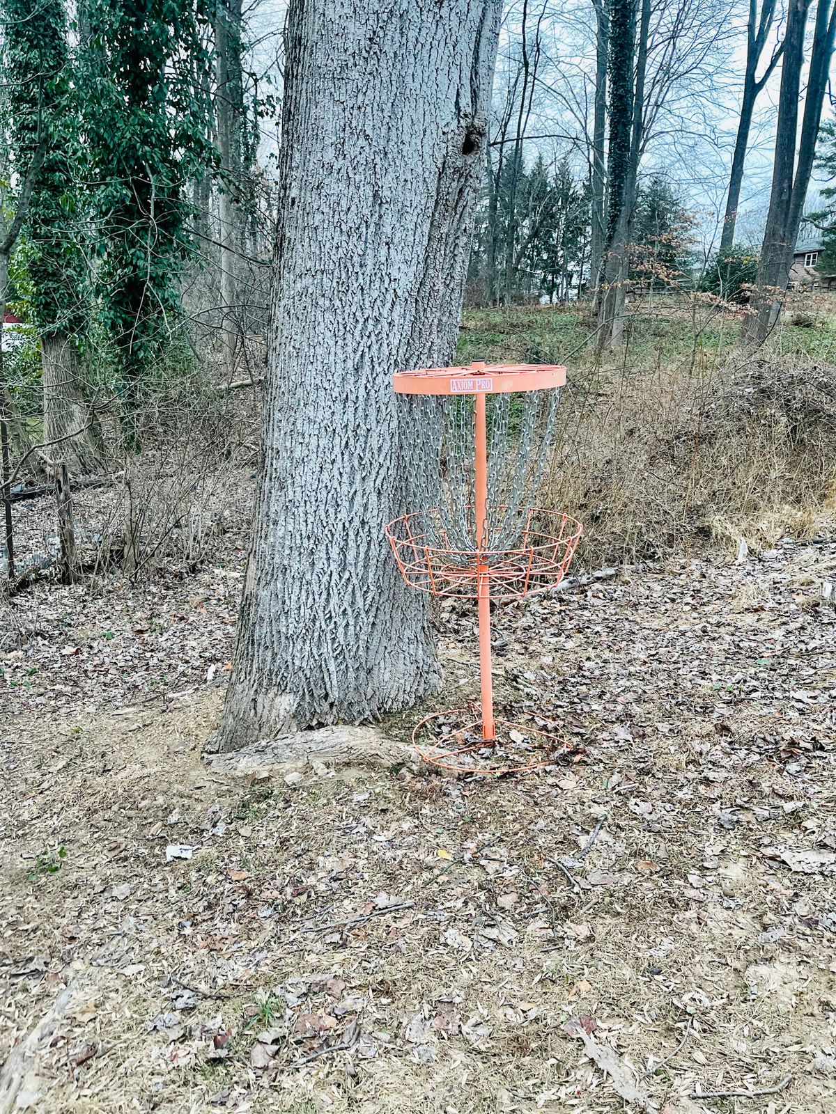 Hole 6 Basket
