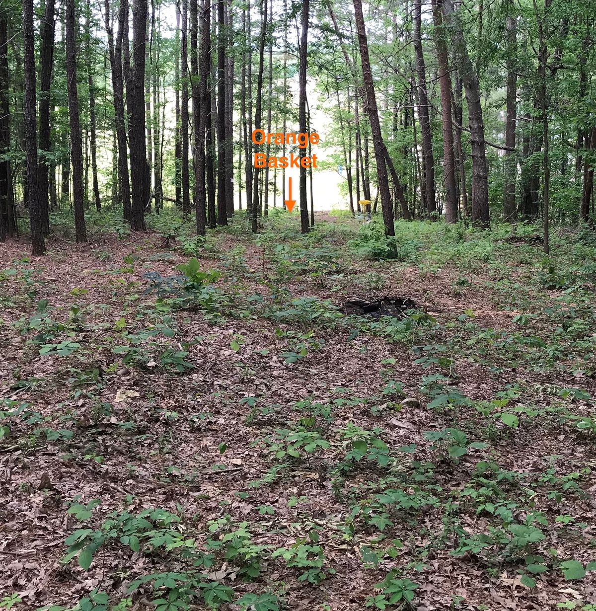 Hole 6 mid fairway