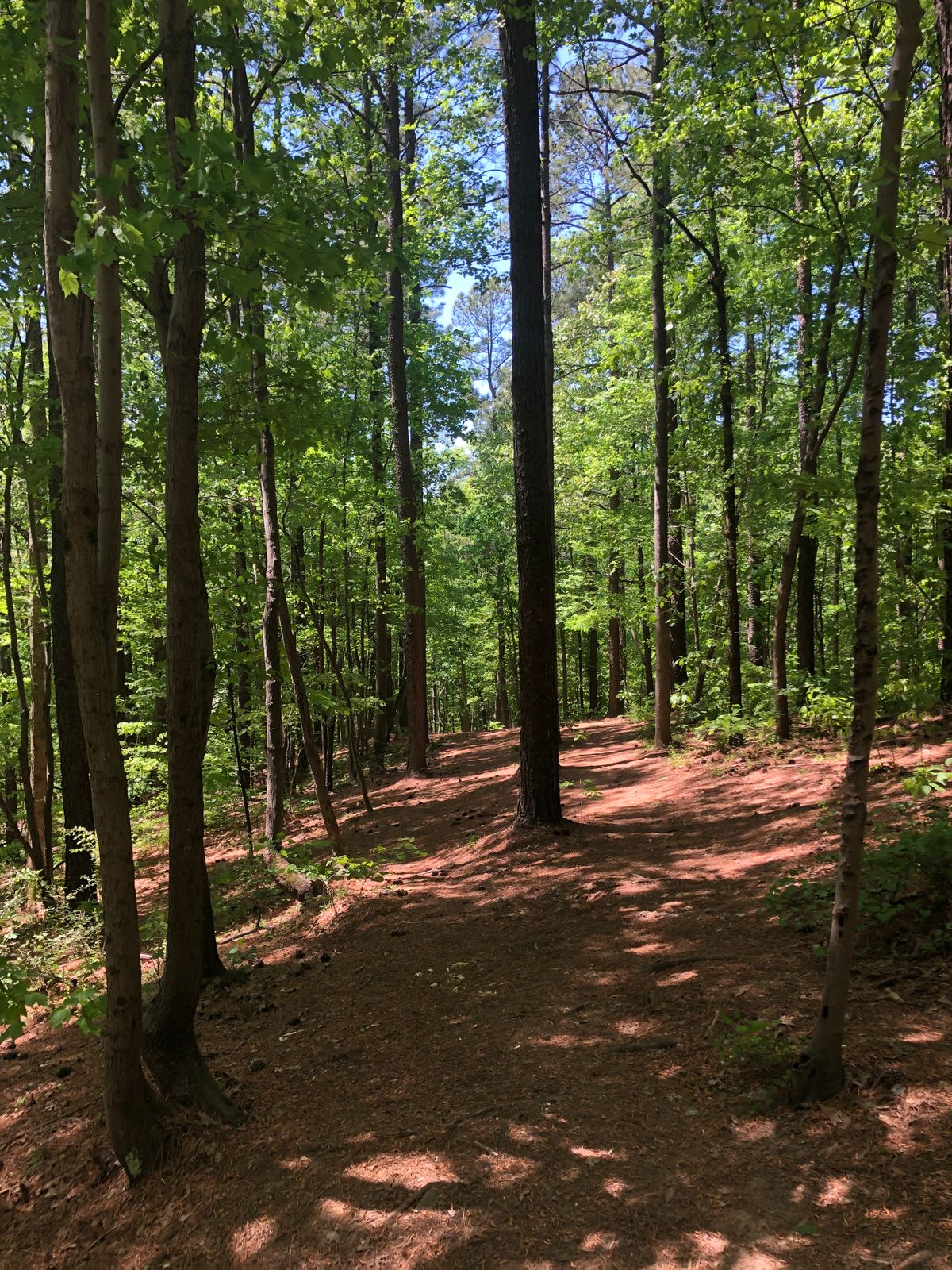 hole #12 off the tee. set of three trees within the first 50ft. that make you pick a line and commit