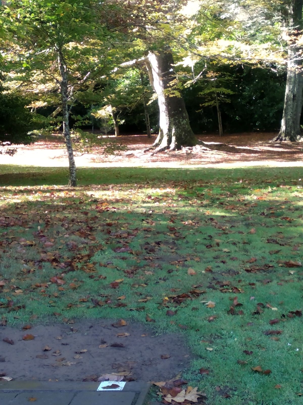 Teepad 4, mando between trees (centre and right), basket at left