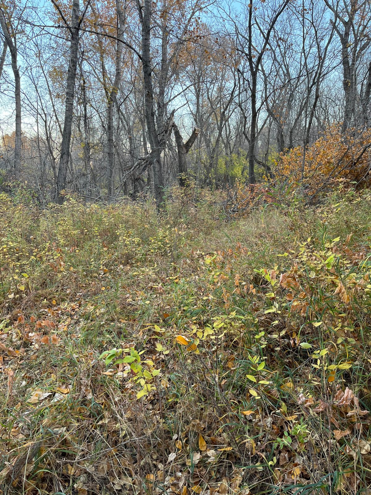Standing at tee box #2 basket hidden in the trees